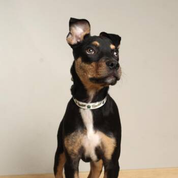 Ziggy D70118 -  Catahoula Leopard Dog Dog for Adoption in Minnetonka, Minnesota - Ziggy D70118 | PetCurious