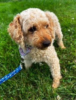 Panini -  Goldendoodle Dog for Adoption in Wausau, Wisconsin - Panini | PetCurious