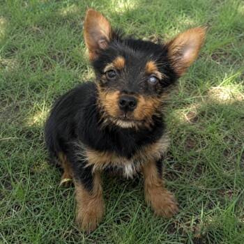 Chilli -  Terrier and Mixed Breed Dog for Adoption in Pelham, New Hampshire - Chilli | PetCurious