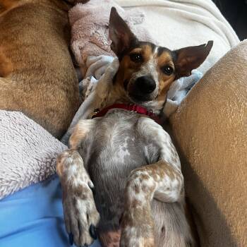 Leo -  Mixed Breed Dog for Adoption in New York, New York - Leo | PetCurious