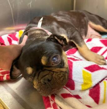 Rescue Pug Dogs for Adoption in Lutz, Florida - Myrtle | PetCurious