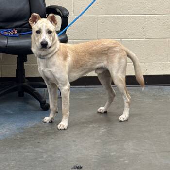 Rescue Mixed Breed Dogs for Adoption in Memphis, Tennessee - Alfie | PetCurious