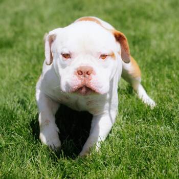 Pit Bull Terrier Dogs Available for Adoption in Northbrook, Illinois - Sharps | PetCurious