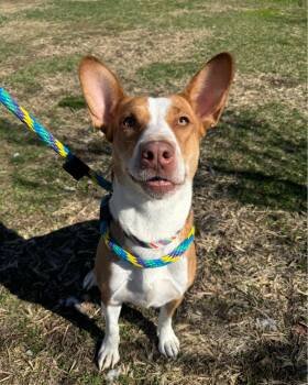 Rescue Basenji Dogs for Adoption in Philadelphia, Pennsylvania - Eve | PetCurious