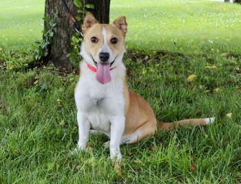 Lainey -  Corgi and Mixed Breed Dog for Adoption in Blair, Nebraska - Lainey | PetCurious