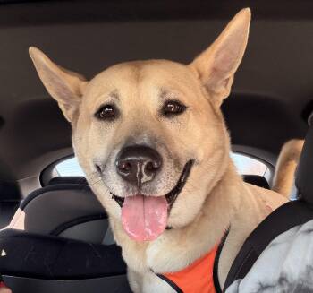 German Shepherd Dog and Black Mouth Cur Dogs Available for Adoption - Misty Rain | PetCurious