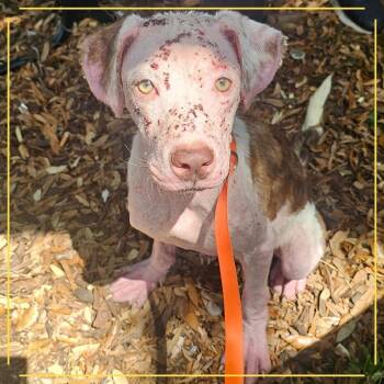 Athena -  Spaniel and Mixed Breed Dog for Adoption in Tampa, Florida - Athena | PetCurious