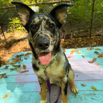Dusty Bottoms -  Australian Cattle Dog Blue Heeler Dog for Adoption in Sunderland, Maryland - Dusty Bottoms | PetCurious