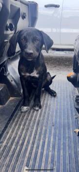 Rescue Labrador Retriever Dogs for Adoption in Okmulgee, Oklahoma - Banjo | PetCurious