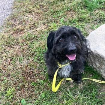 TYSON 248-26 -  Shih Tzu Dog for Adoption in Cambridge, Ohio - TYSON 248-26 | PetCurious