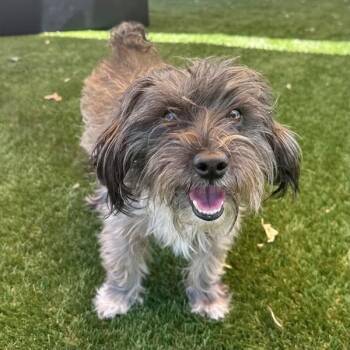 Wheaties -  Terrier Dog for Adoption in Walnut Creek, California - Wheaties | PetCurious