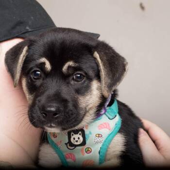 Tortellini D70391 -  Shepherd and Pit Bull Terrier Dog for Adoption in Minnetonka, Minnesota - Tortellini D70391 | PetCurious