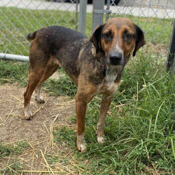 Amelia -  Hound and Mixed Breed Dog for Adoption in Jacksboro, Tennessee - Amelia | PetCurious