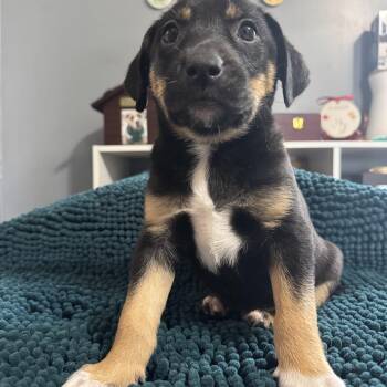 Beagle and Fox Terrier Dogs Available for Adoption - Rosie! Sweet Baby Girl  | PetCurious