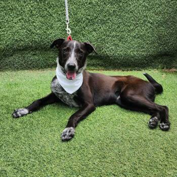 Labrador Retriever Dogs Available for Adoption in Oak Point, Texas - Paco  | PetCurious