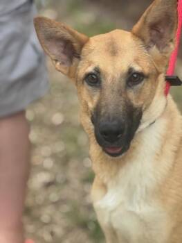 Shepherd Dogs Available for Adoption - Abby | PetCurious