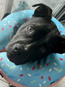 Milo -  Black Labrador Retriever and Pit Bull Terrier Dog for Adoption in New Smyrna Beach, Florida - Milo | PetCurious