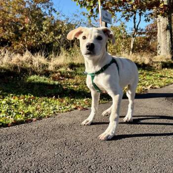Rescue Retriever and Mixed Breed Dogs for Adoption in East Hampton, New York - Roy | PetCurious