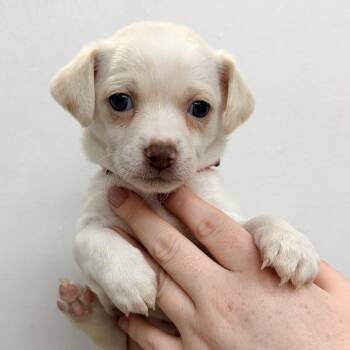 Mew -  Mixed Breed Dog for Adoption in Las Vegas, Nevada - Mew | PetCurious