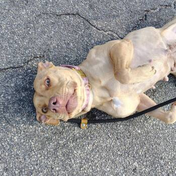 Casserole -  Mixed Breed Dog for Adoption in Gainesville, Florida - Casserole | PetCurious