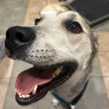 Madelein (ON) -  Mixed Breed Dog for Adoption in Chattanooga, Tennessee - Madelein (ON) | PetCurious