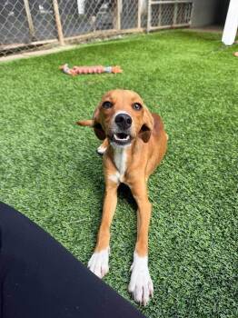 Vogue -  Jack Russell Terrier and Feist Dog for Adoption in Semmes, Alabama - Vogue | PetCurious