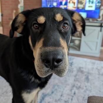 Lola -  Rottweiler and Mixed Breed Dog for Adoption in Tacoma, Washington - Lola | PetCurious