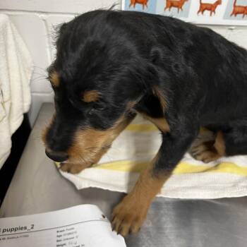 Poodle and Wirehaired Dachshund Dogs Available for Adoption in Birmingham, Alabama - Pegasus | PetCurious