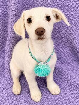 Polly -  Poodle and Chihuahua Dog for Adoption in Lodi, California - Polly | PetCurious