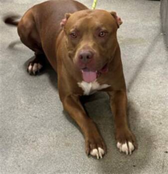 SOX -  Pit Bull Terrier Dog for Adoption - SOX | PetCurious