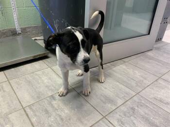 Australian Cattle Dog Blue Heeler and Siberian Husky Dogs Available for Adoption in Grand Prairie, Texas - BUBBLES | PetCurious