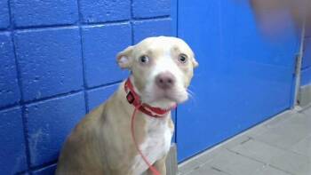 PENTA -  Staffordshire Bull Terrier and Mixed Breed Dog for Adoption in Albuquerque, New Mexico - PENTA | PetCurious