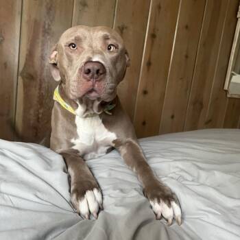 Cashew -  Pit Bull Terrier and American Bully Dog for Adoption in Pataskala, Ohio - Cashew | PetCurious