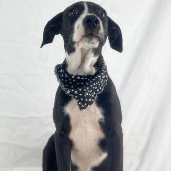 Dave - Local November 6-8 -  Labrador Retriever Dog for Adoption in Brookshire, Texas - Dave - Local November 6-8 | PetCurious