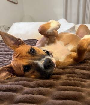 Rescue Black Mouth Cur Dogs for Adoption in Boca Raton, Florida - Rosie | PetCurious