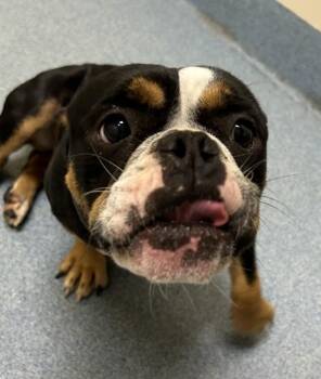 Kimpawsible -  Bulldog Dog for Adoption in Suffolk, Virginia - Kimpawsible | PetCurious