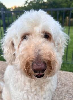 Macie -  Goldendoodle Dog for Adoption in Garland, Texas - Macie | PetCurious