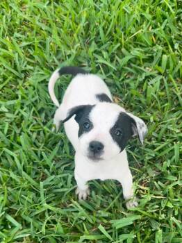 Border Collie and Rat Terrier Dogs Available for Adoption in Lutz, Florida - Mia | PetCurious