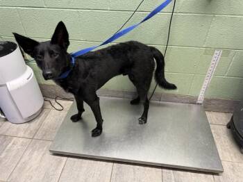 CARMELO -  German Shepherd Dog and Mixed Breed Dog for Adoption in Grand Prairie, Texas - CARMELO | PetCurious