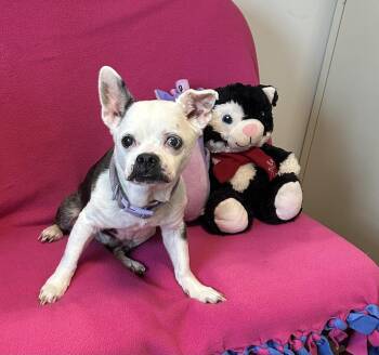 Sadie Mae -  Boston Terrier Dog for Adoption in Cedartown, Georgia - Sadie Mae | PetCurious