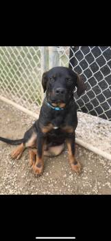 Rescue Mixed Breed Dogs for Adoption in Warren, Ohio - Chewbacca | PetCurious