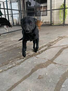 Dolly -  Beagle Dog for Adoption in Big Spring, Texas - Dolly | PetCurious