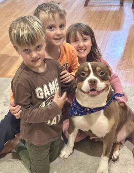 Pretty Girl -  Terrier Dog for Adoption in Tallahassee, Florida - Pretty Girl | PetCurious