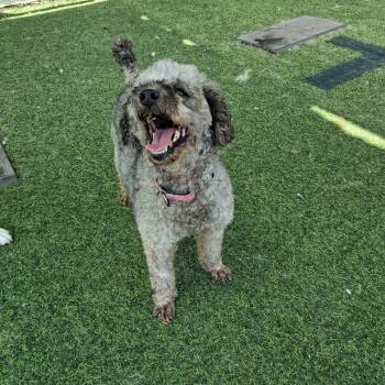 Billy -  Poodle Dog for Adoption in Johns Creek, Georgia - Billy | PetCurious