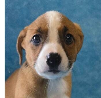 Honeysuckle -  Terrier and Beagle Dog for Adoption in Newport, Tennessee - Honeysuckle | PetCurious