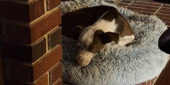 Luna -  Mixed Breed Dog for Adoption in Warrenton, Missouri - Luna | PetCurious
