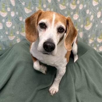 Tippy -  Beagle Dog for Adoption in Benld, Illinois - Tippy | PetCurious