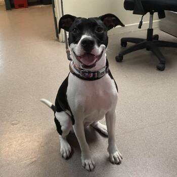 Cheech -  Pit Bull Terrier Dog for Adoption in Pasadena, California - Cheech | PetCurious