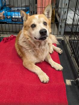 Rocky -  Corgi and Australian Cattle Dog Blue Heeler Dog for Adoption in Angola, Indiana - Rocky | PetCurious