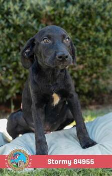 Stormy -  Black Labrador Retriever Dog for Adoption in Mobile, Alabama - Stormy | PetCurious